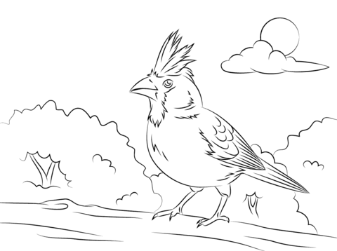 Perched Northern Cardinal Coloring Page